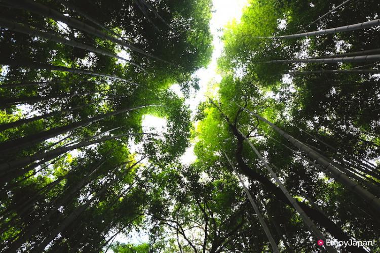 교토 아라시야마 대나무숲