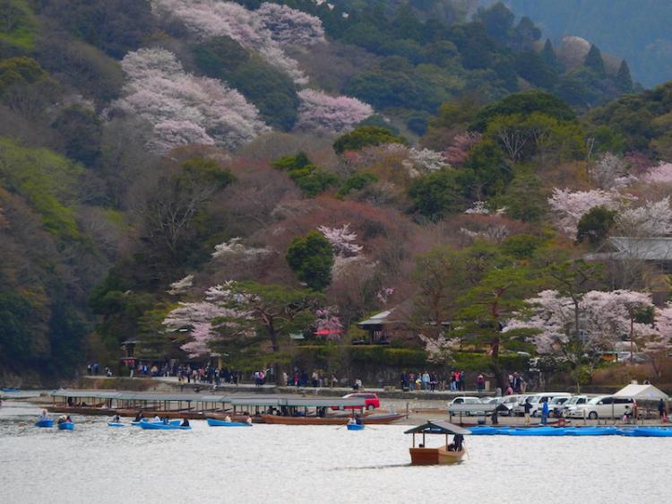 아라시야마 봄의 벚꽃과 도게츠쿄의 경치