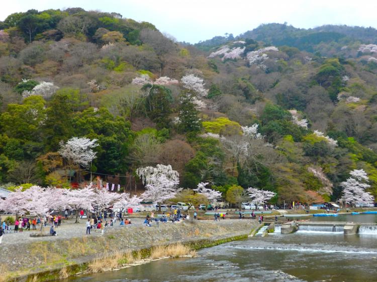 아라시야마 봄의 벚꽃과 도게츠쿄의 경치