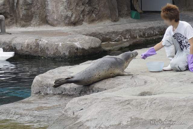 아사히야마동물원 행동전시 바다표범