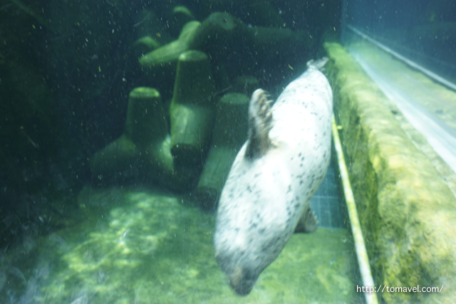 아사히야마동물원의 바다표범