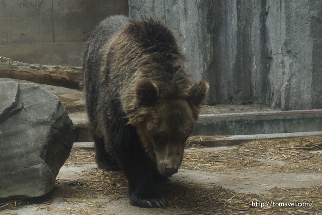 아사히야마동물원의 곰