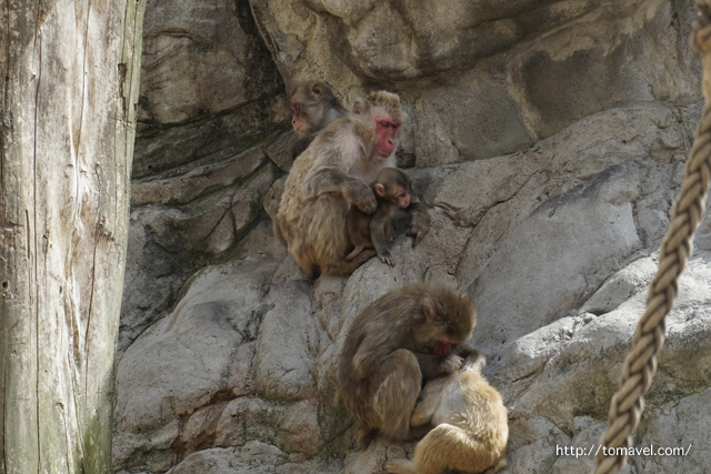 아사히야마동물원의 원숭이들