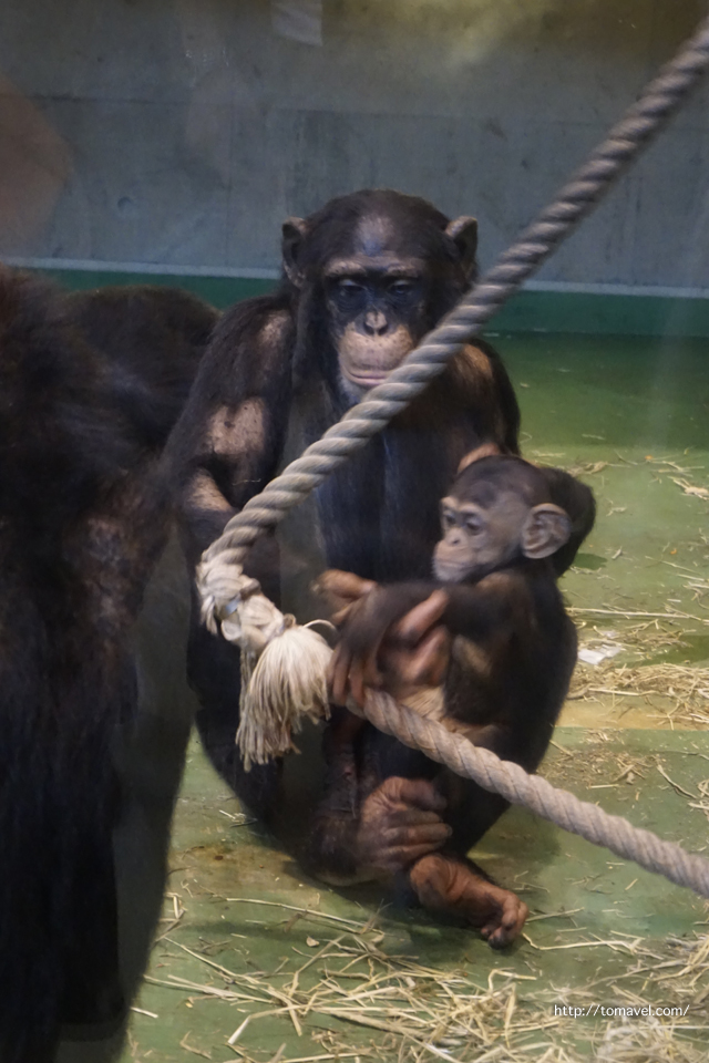 아사히야마동물원의 침팬지
