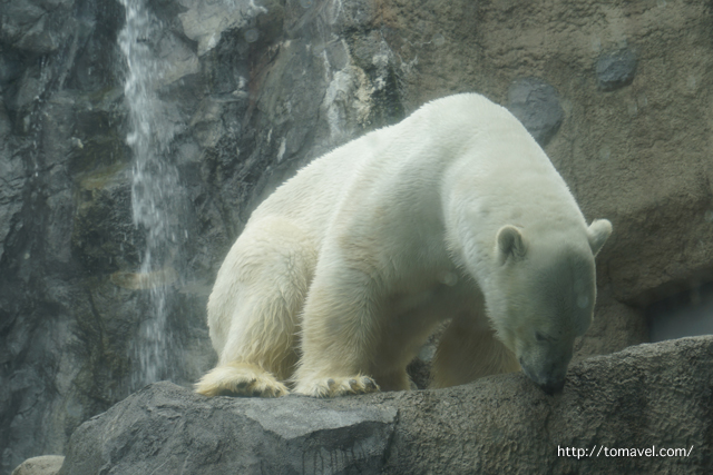 아사히야마동물원의 북극곰