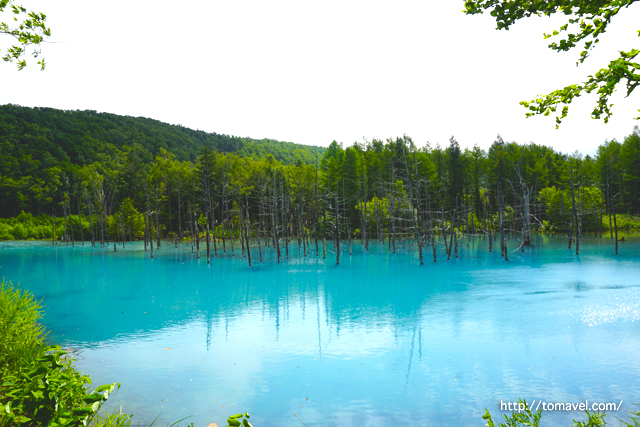 아름다운 수면 푸른색깔의 감동“아오이 이케”! 홋카이도에서 환상적인 세계를 체험합시다!