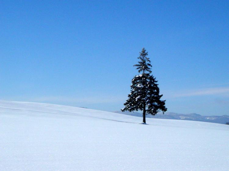 비에이 언덕 파노라마 로드 겨을의 크리스마스 나무