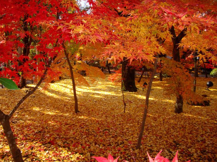 가을 단풍으로 유명한 교토 