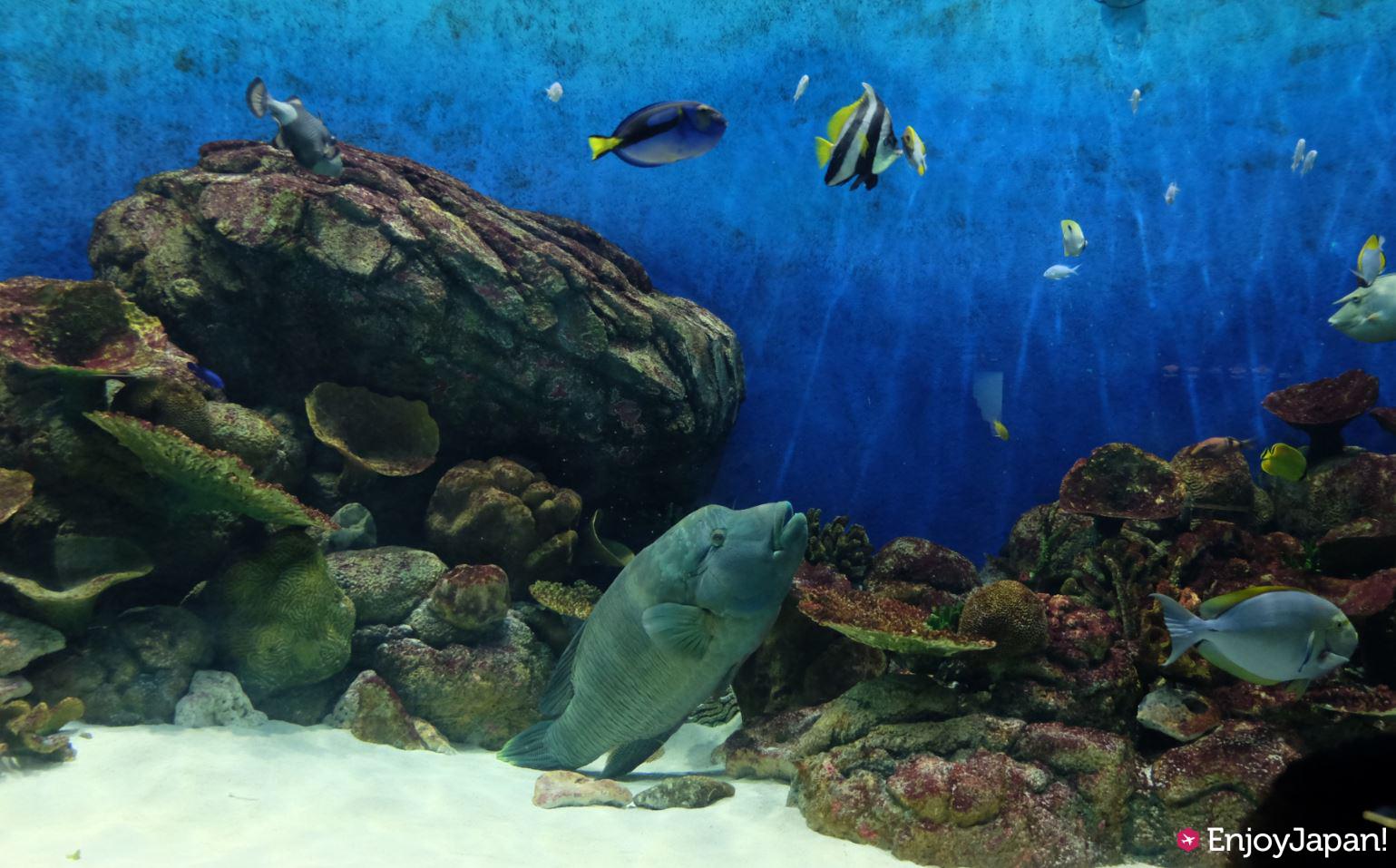 키노사키 마린월드 sea zoo 아름다운 수조