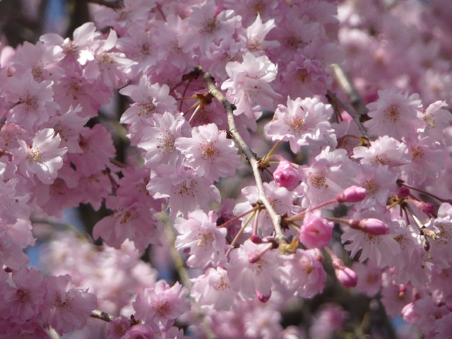 교토 벚꽃