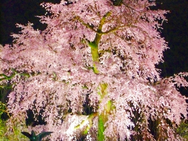 마루야마공원의 시다레자쿠라