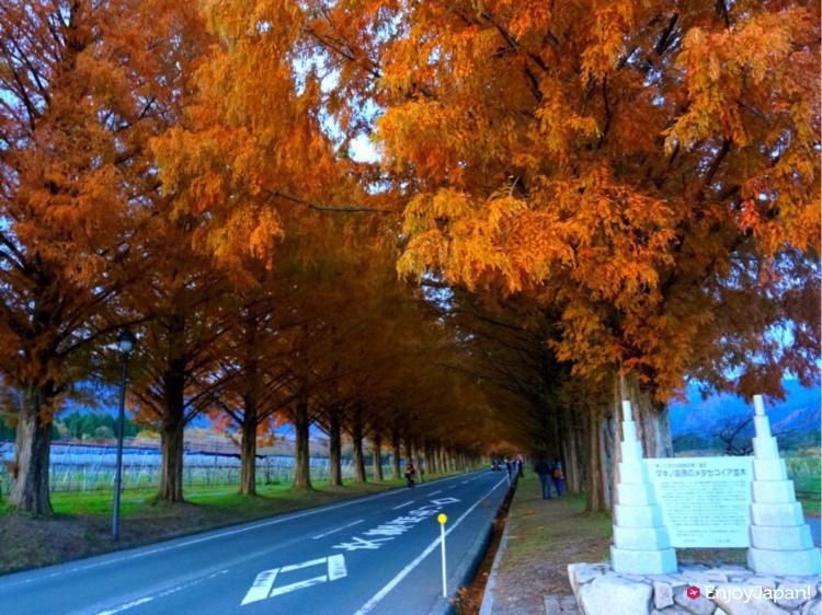 메타세코이아 가로수 가을의 단풍