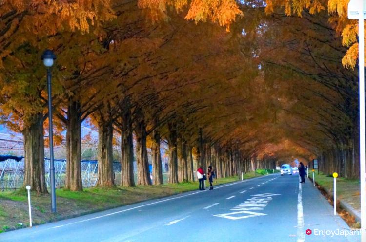 가을 단풍과 겨울 눈화장은 예술! 시가현 