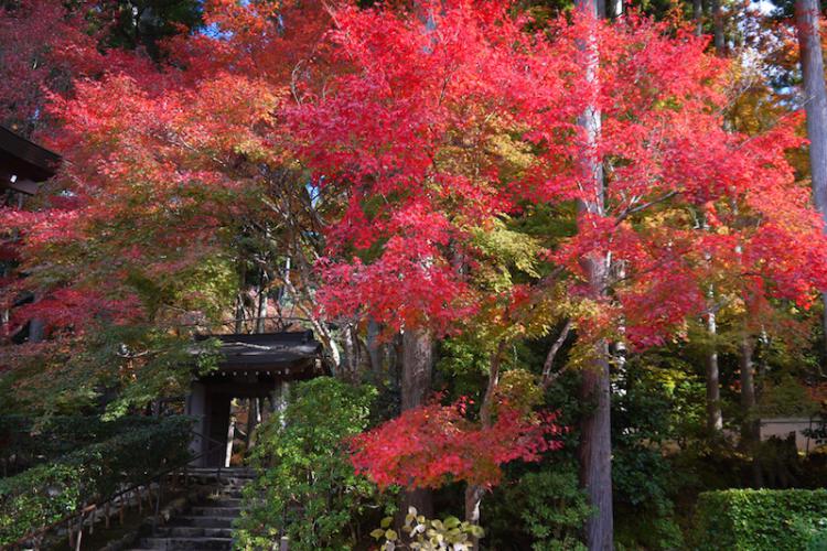 오오하라 산젠인 가을의 단풍