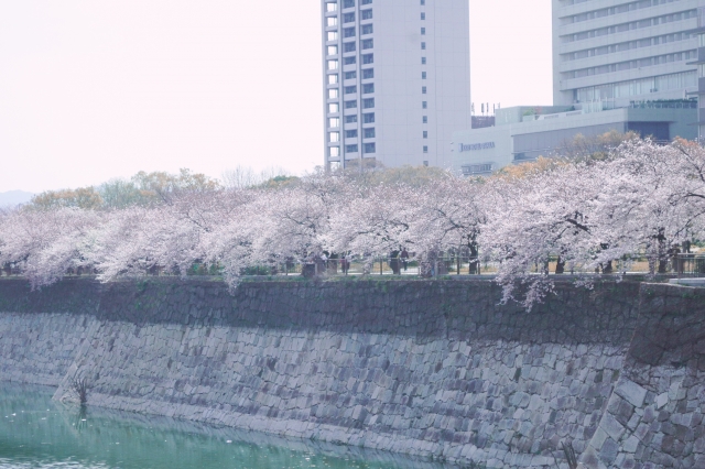 오사카성공원의 벚꽃