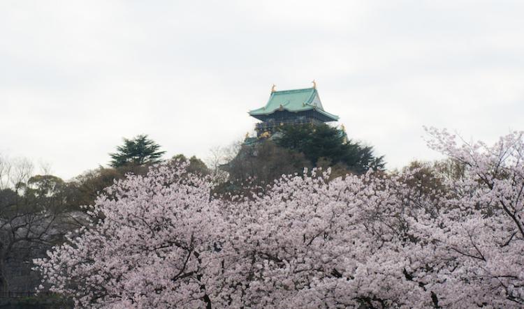 오사카성의 천수각과 벚꽃