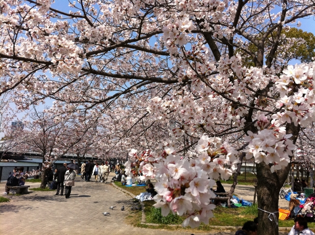 사쿠라노미야공원 벚꽃터널