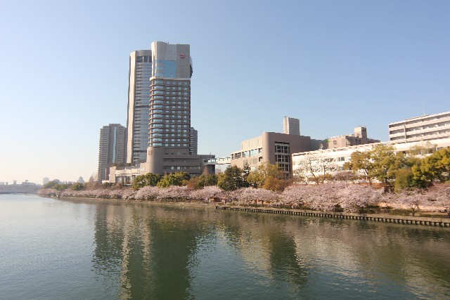 사쿠라노미야공원에서 본 구 요도가와 강변의 벚꽃가로수길