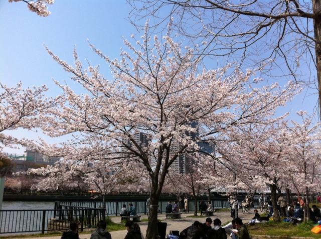 사쿠라노미여공원의 벚꽃