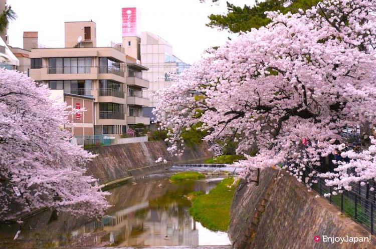 슈쿠가와 강변 벚꽃 터널