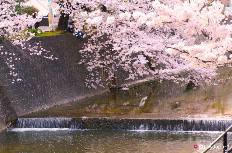 슈쿠가와 강물에 비치는 벚꽃과 강변의 벚꽃