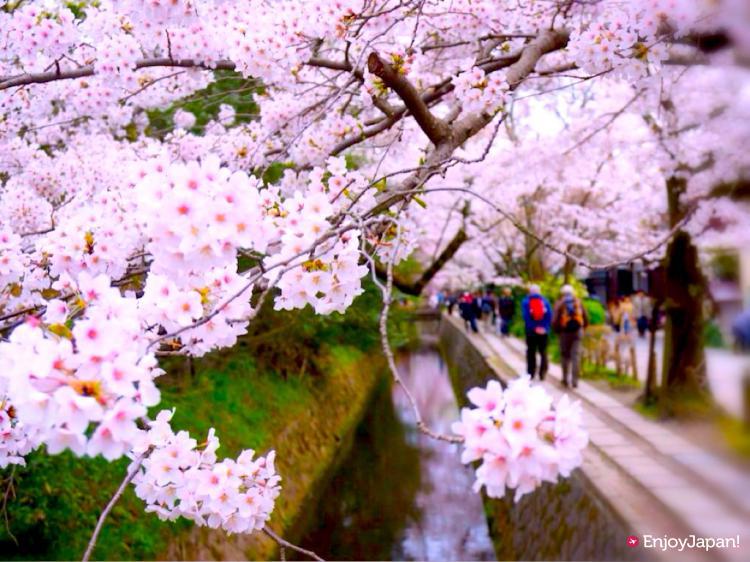 철학의 길 벚꽃 터널