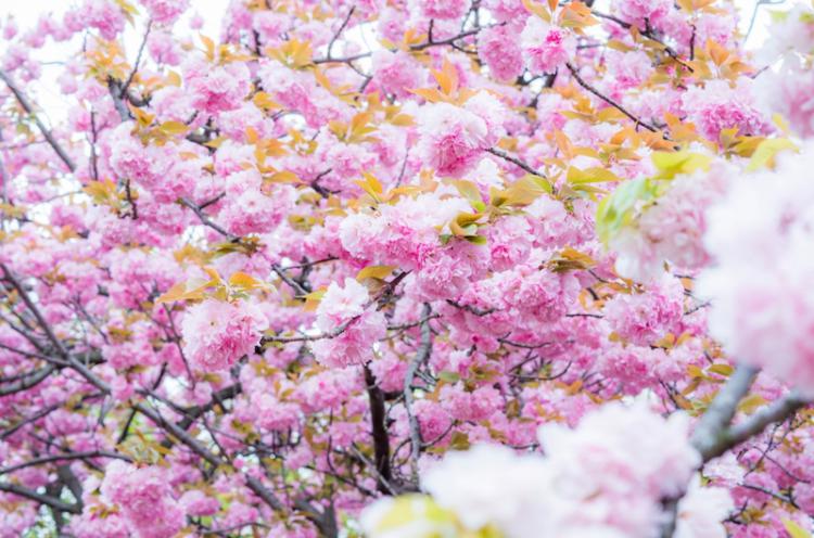 오사카 벚꽃의 명소에서 2017년에도 개최되는 